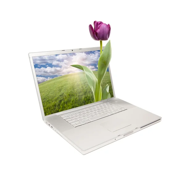 Ноутбук изолирован с фиолетовым тюльпаном — стоковое фото