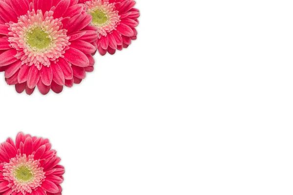 Bright Pink Gerber Daisies with Water Drops on a White Background with Copy — Stock Photo, Image