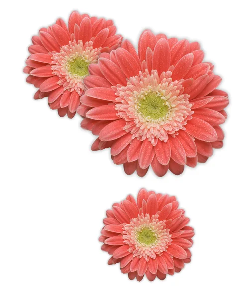 गुलाबी Gerber डेज़ी कॉर्नर डिजाइन तत्व एक सफेद पृष्ठभूमि पर अलग . — स्टॉक फ़ोटो, इमेज