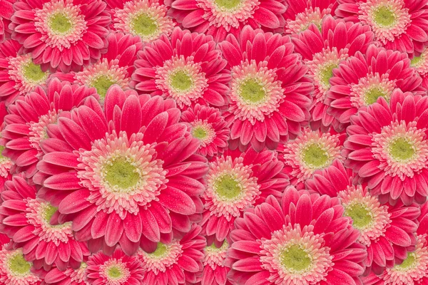 Helder roze gerber madeliefjes met water drops patroon van de achtergrond. — Stockfoto