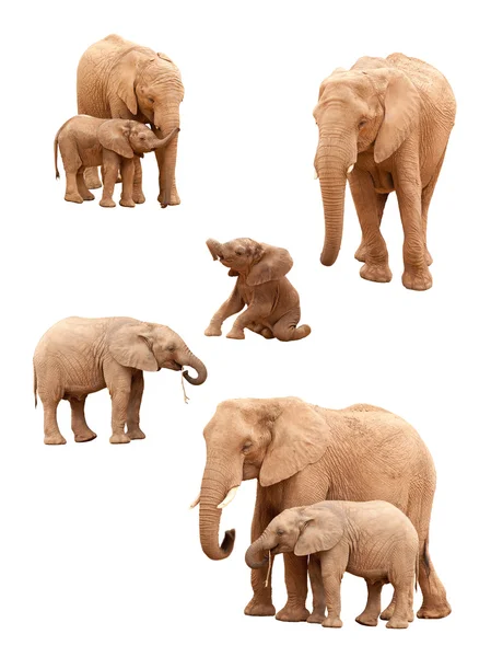 Elefantenbabys und erwachsene Elefanten isoliert auf weißem Hintergrund. — Stockfoto