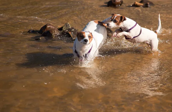 Játékos jack russell terrier kutya játszik a vízben — Stock Fotó