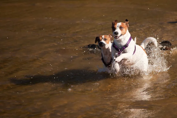 Speelse jack russell Terriër honden spelen in het water — Stockfoto