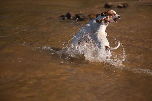 Παιχνιδιάρικο Τζακ Ράσελ τεριέ σκυλιά παίζοντας στο νερό — Φωτογραφία Αρχείου