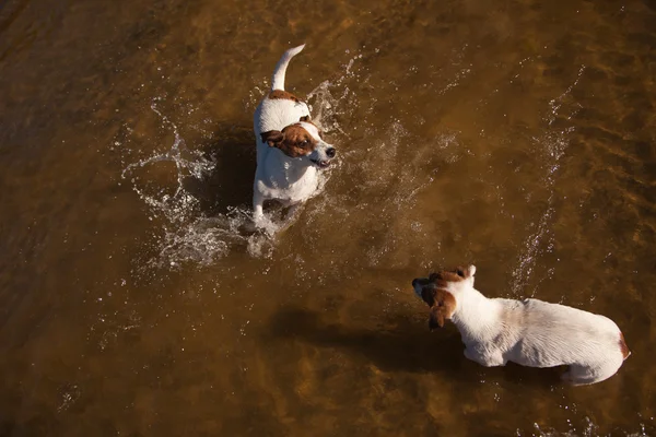 Brincalhão Jack Russell Terrier cães brincando na água — Fotografia de Stock