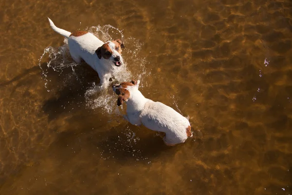 Játékos jack russell terrier kutyák játszanak a vízben — Stock Fotó