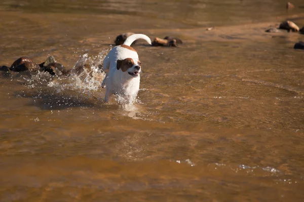 Játékos jack russell terrier kutya játszik a víz — Stock Fotó
