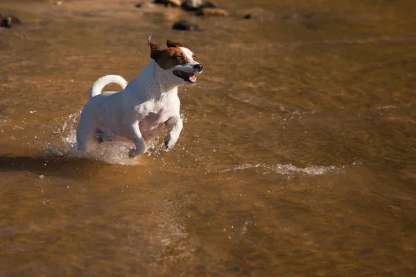 Hravé jack russell teriér pes hrát ve vodě — Stock fotografie