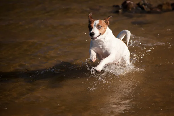 Verspielter Jack Russell Terrier Hund spielt im Wasser — Stockfoto