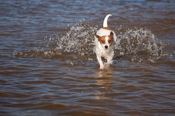 遊び心のあるジャック ラッセル テリア犬の水で遊ぶ — Stock fotografie