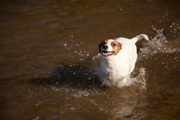 Speelse jack russell Terriër hond spelen in water — Stockfoto