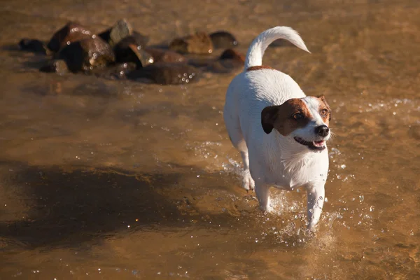 Verspielter Jack Russell Terrier Hund spielt im Wasser — Stockfoto
