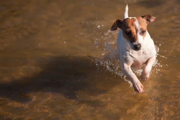 Lekfull jack russell terrier hund spelar i vatten — Stockfoto