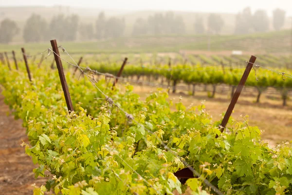 Пышный виноградный виноградник в утреннем солнце и тумане — стоковое фото