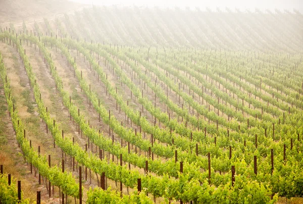 Prachtige weelderige druif wijngaard in de ochtendzon en nevel — Stockfoto