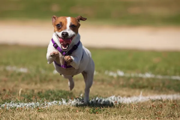 Energisk jack russell terrier hund körs på gräset — Stockfoto