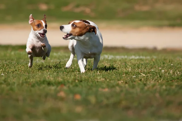 Energetische jack russell Terriër honden uitgevoerd op het gras — Stockfoto