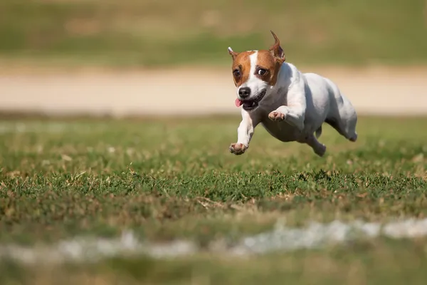 Jack Russell Terrier Perro enérgico corre sobre la hierba — Foto de Stock