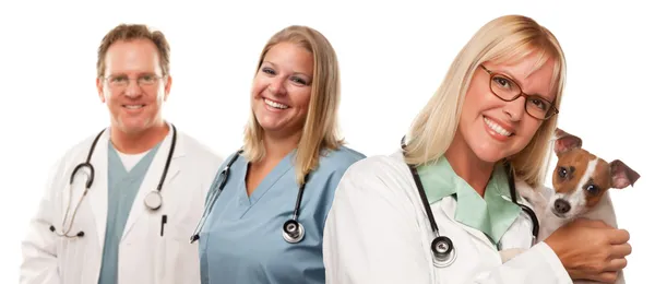 Female Veterinarian Doctors with Small Puppy Royalty Free Stock Images