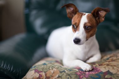 Jack Russell Terrier Puppy Portrait on Pillow clipart