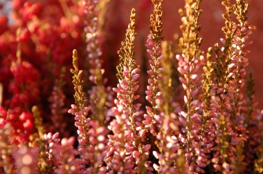 Heath Bloom - calluna vulgaris