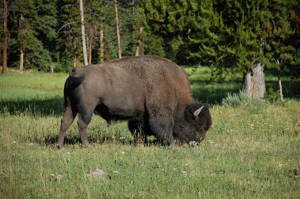 Buffalos fighting — Stock Photo © jankratochvila #2284248