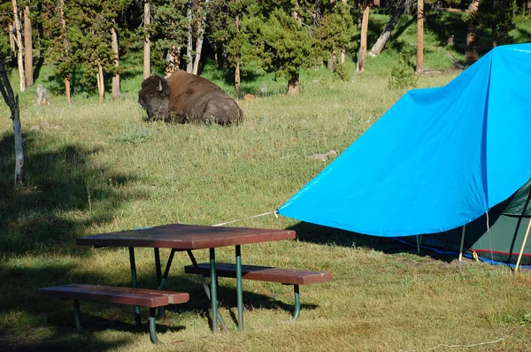 Ležící odpočinku buffalo (bison) Stock Snímky
