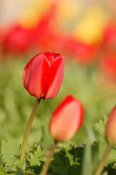 Röda tulpaner i blossom — Stockfoto