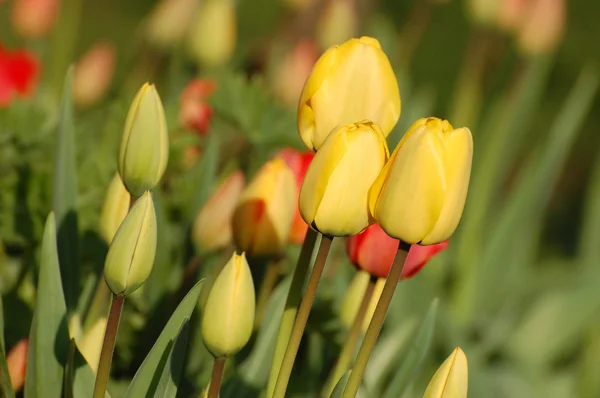 Жовті тюльпани в цвітіння — стокове фото