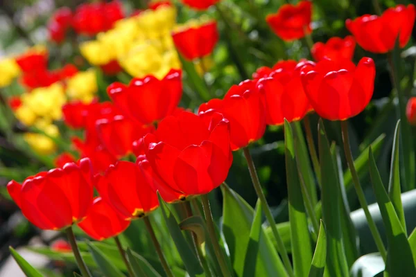 Röda och gula tulpaner patch — Stockfoto