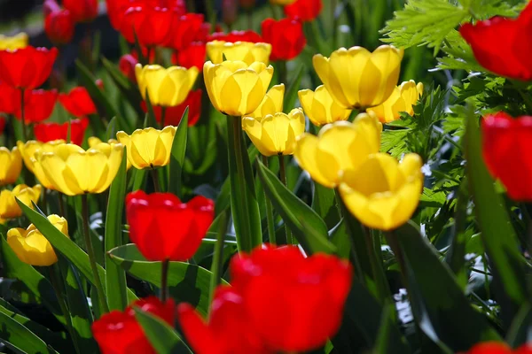 Röda och gula tulpaner patch — Stockfoto