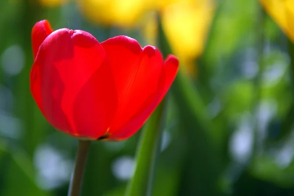 Червоний тюльпан у розквіті — стокове фото