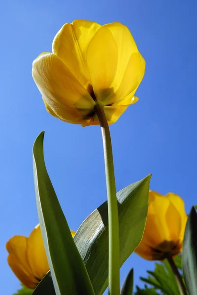 Жовтий тюльпан на блакитному небі — стокове фото