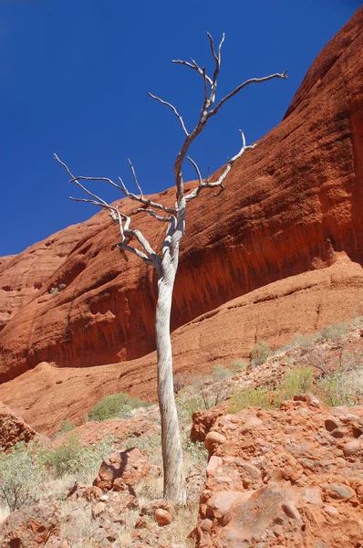 Träd med röda klippor i Australien — Stockfoto