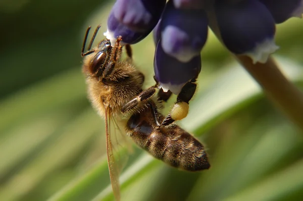 Biene ernährt sich von blauer Blume Stockfoto