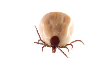 Tick (Ixodes ricinus) isolated on white clipart