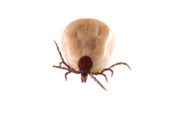 stock image Tick (Ixodes ricinus) isolated on white