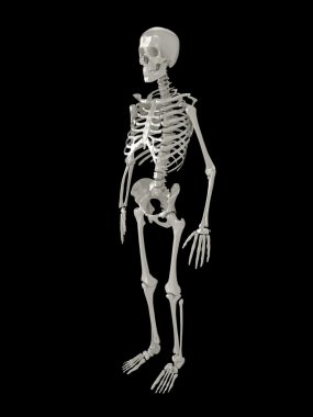 3d skeleton clipart