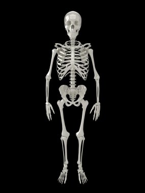Skeleton front view