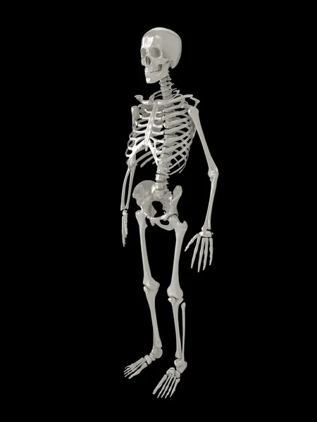 3D скелет — стокове фото