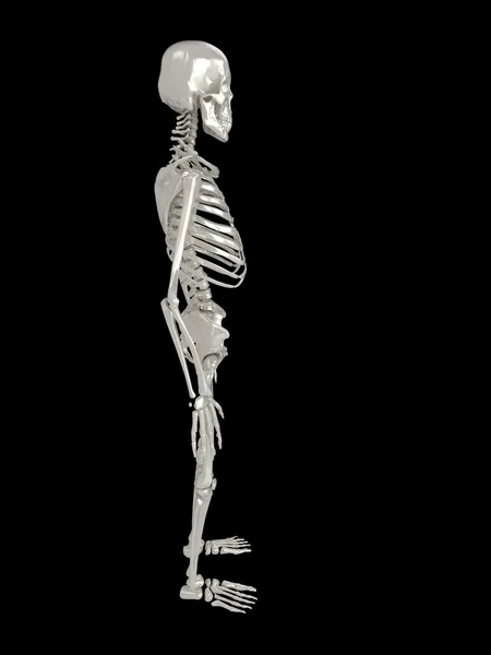 Скелет боковим видом — стокове фото