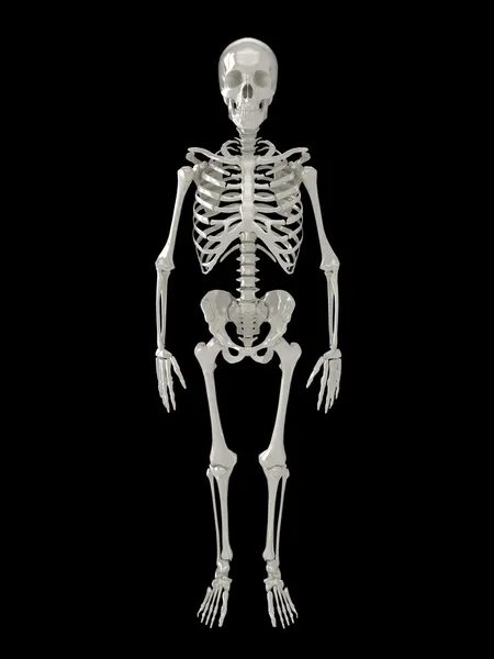 Скелет вид спереду — стокове фото