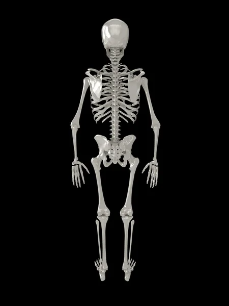 Скелет ілюстрація — стокове фото