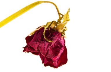 Withered red rose on a white background clipart