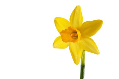 Yellow daffodil isolated on a white background clipart