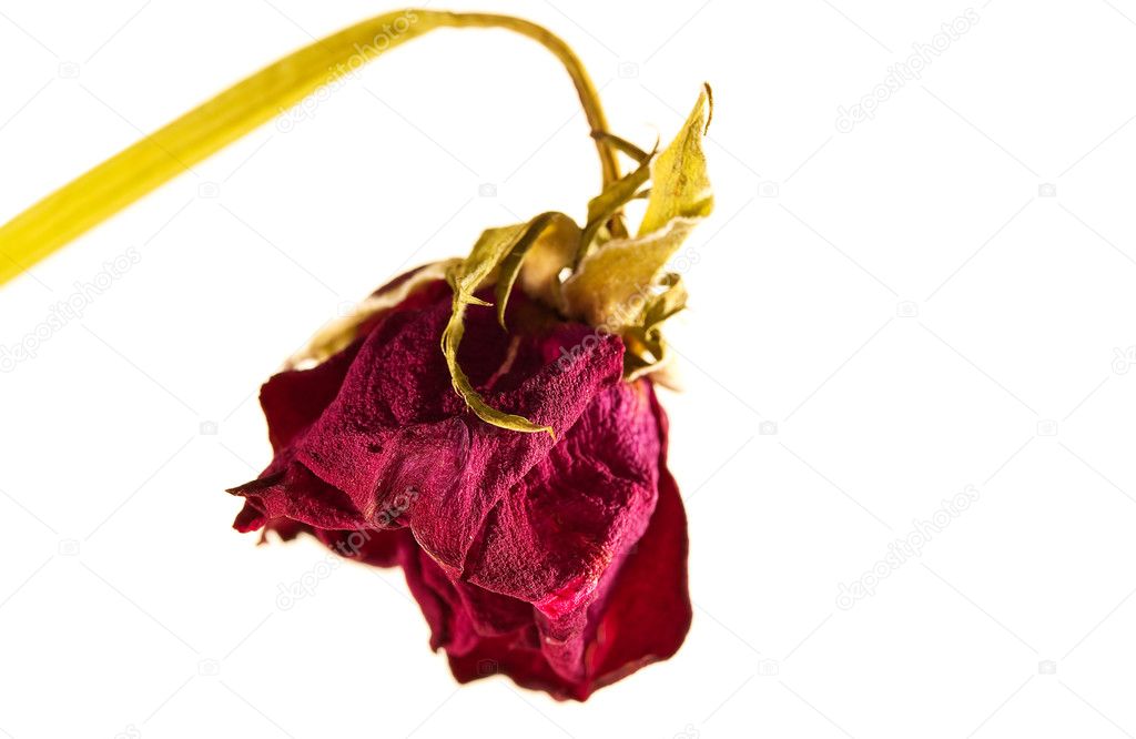 Withered red rose on a white background