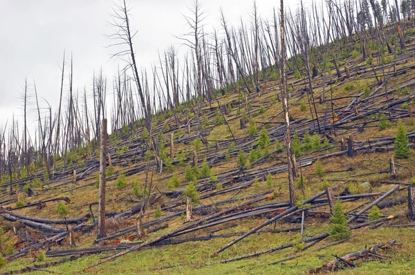 stock image Yellowstone fire