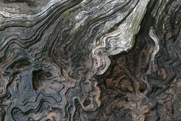 Textura de troncos — Fotografia de Stock