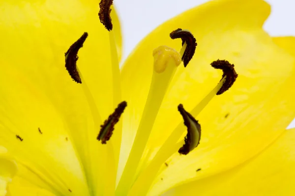Квітка реферат — стокове фото