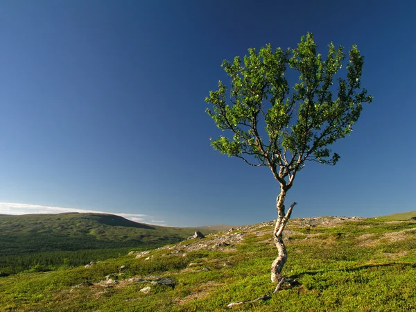 Yalnız dağ ağaçta — Stok fotoğraf
